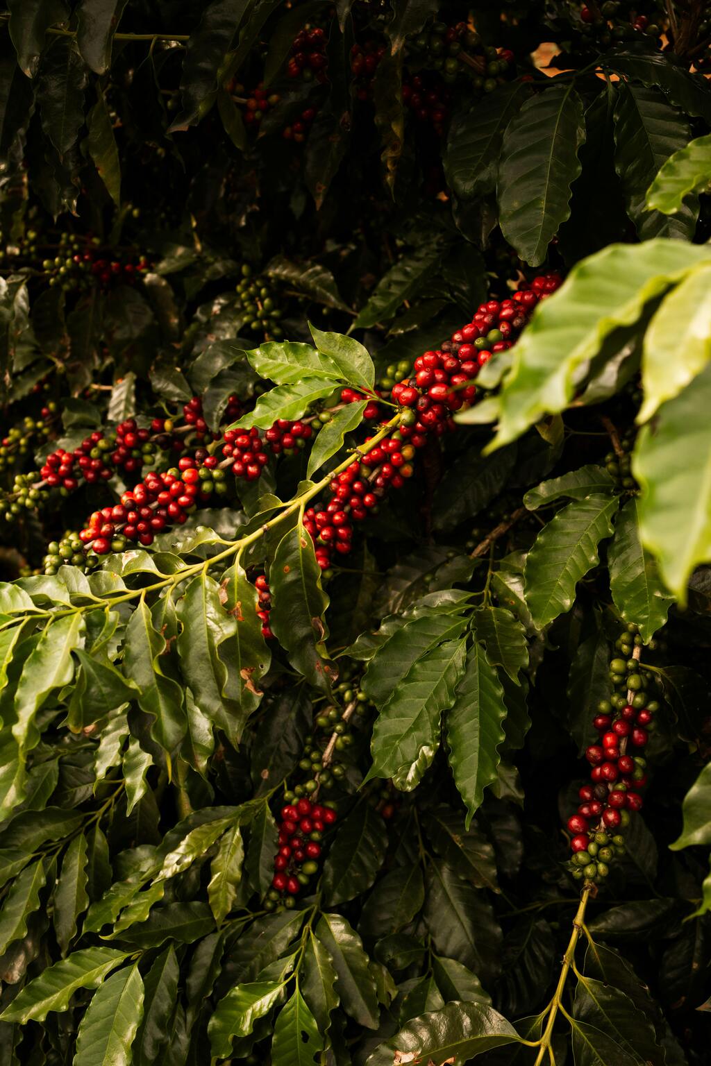 Ursprung & Entdeckung – Die Wiege des Kaffees